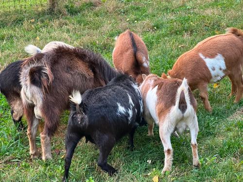 Breakfast Time for the Goats