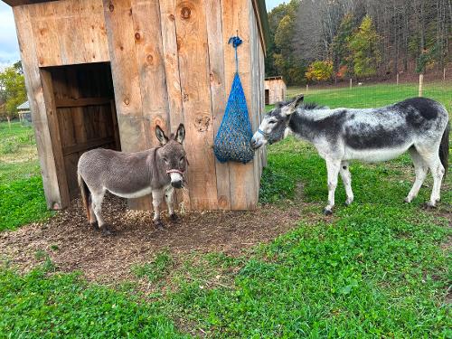 Donkeys Thistle and Mary 1