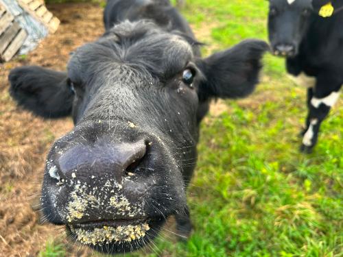 Harry grain is yummy!