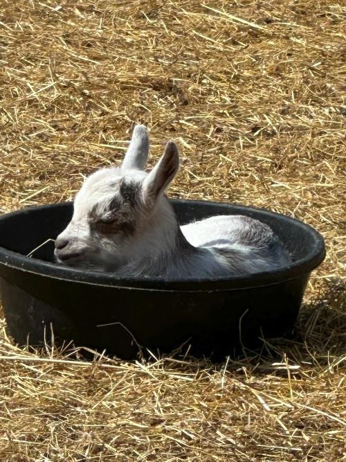 Tulip resting in a feed bowl outside